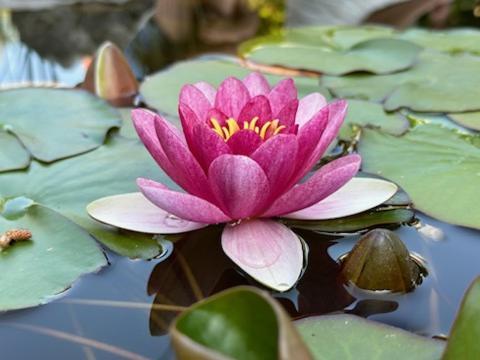 Gite 3 "Le Canal De Baza" Aux Magnolias Aubenas Bagian luar foto
