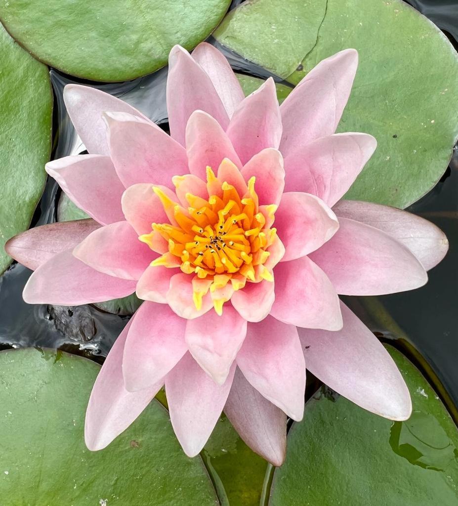Gite 3 "Le Canal De Baza" Aux Magnolias Aubenas Bagian luar foto