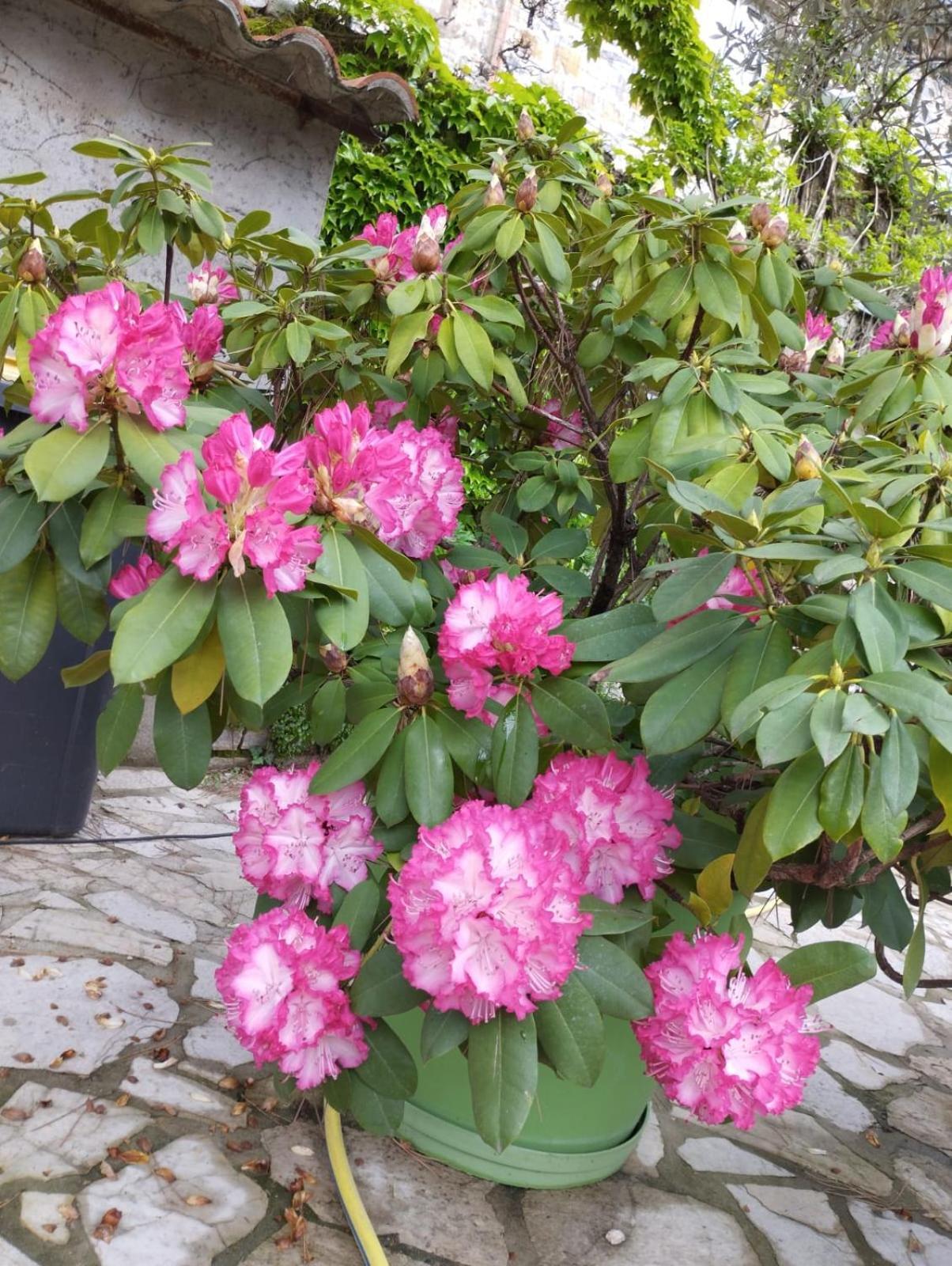 Gite 3 "Le Canal De Baza" Aux Magnolias Aubenas Bagian luar foto